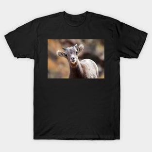 Bighorn Sheep T-Shirt